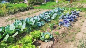 СОБРАЛИСЬ ДВЕ КЛУШИ В ЛЕС🤭Ладно,хоть не на КАБЛУКАХ😆/НАТУЛЯ НАРЯДИЛА НАС В ЛЕС🙏там  ЗМЕИ☝️( архив