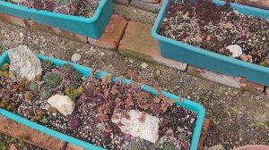 🪴 Садовые СУККУЛЕНТЫ после зимы 🌵