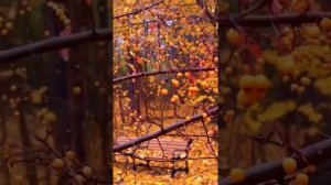 XakeR - Я нашла свой дом в твоей любви »