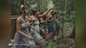 Почему племя Матсес не болеет? Секрет напитка Чапо