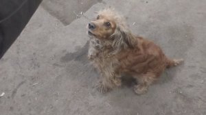 цирковая собака