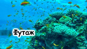 Футаж аквариум