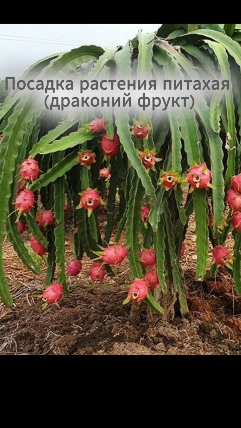 Посадка растения питахайя (драконий фрукт)