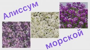 Алиссум Морской посев 12.03.26