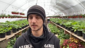 Правильные сроки укоренения вегетативной петунии