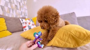 3D Printer Prints a Dinosaur Toy  Leo and the Poodle Play Hide and Seek
