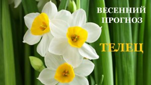 ВЕСЕННИЙ ПРОГНОЗ ДЛЯ ТЕЛЬЦА