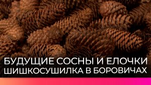 Шишкосушилка в Боровичах помогает в восстановлении новгородских лесов