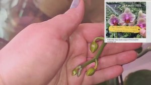 #179 ОрхоVLOG гуляем по полочкам.