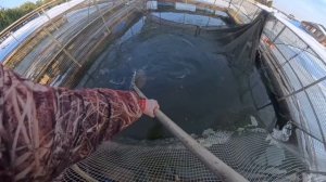 Утренний запуск форели