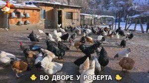 Содержание кур в домашних условиях и других птиц во дворе у Роберта 🐣🐤🦆🐔🪿🦃 (441)