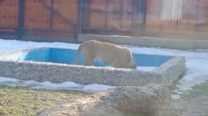 13.03.2026г Киара прогуливается по вольеру Отличная погода