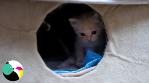 Котята пошли гулять с мамой-кошкой.