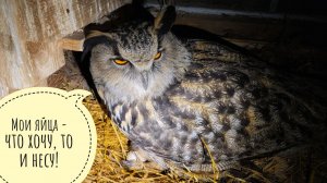 Сова филин Ёль снесла первое яйцо, пока я там кошку пасла и курочек проверяла. А в ямке то вода!