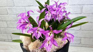 Цветение орхидей весной. Немного про ягель.