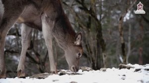 Царский охотничий домик зимой
