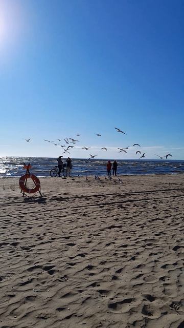 Чайки.
#Финский залив
#Природа
#Вода
#Море
#Активный отдых