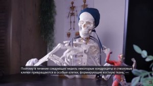 Как кость срастается после перелома: от боли до новой силы