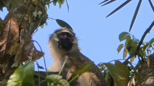 Папирусные болота опасны и полны сюрпризов в Уганде