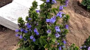 Выращивание лобелии из семян