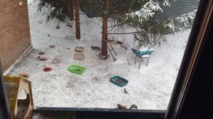 дикие , вольные белки