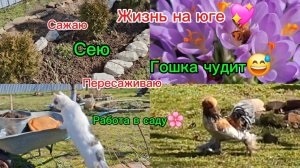 13-03-2026 Из Сибири на юг/Мечты сбываются!/Работа в саду/Гоша заполошный/Сею/Пересаживаю/Сажаю/