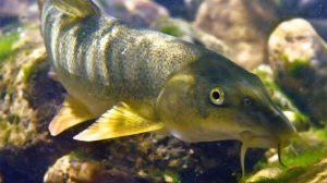 Нереально секретный Улов. Поймал на мелкой речке Рыбу МАРИНКА. Лучшая Русская Рыбалка. Секреты 2026