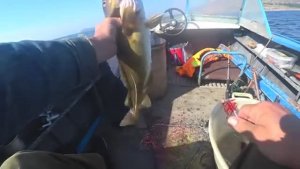 ВДОЛЬ СКАЛЫ ПРОНОСИТ,И ОНА ЦАП! РЫБАЛКА С КАТЕРА НА ТРЕСКУ!