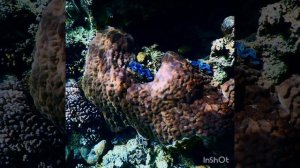 Превосходный и блестящий риф, лучший в Шарме! Regency club Park Regency Sharm El Sheikh Resort!