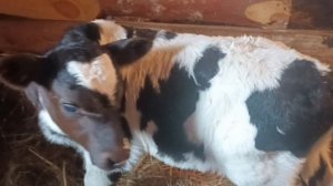 Видео за несколько дней/Погода на Урале/ Что я шью.Болталка о хозяйстве и новостях.