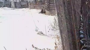 Месяц котов!