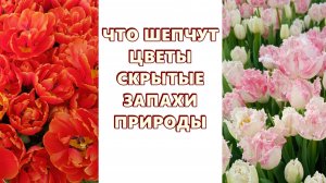 71 ЧТО ШЕПЧУТ ЦВЕТЫ: СКРЫТЫЕ ЗАПАХИ ПРИРОДЫ #ИССЛЕДОВАНИЕ #РЕГРЕССИВНЫЙГИПНОЗ