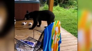 Глаза Отказываются Верить, Но Эти Случаи с Животными Сняли На Камеру!