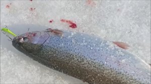 Поимки форели продолжаются. Спорт-зона. Клёвое место Лосиный остров.