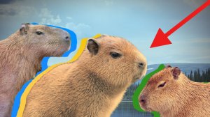 ⁇Всё о КАПИБАРАХ⁇