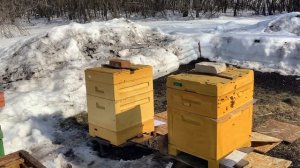 Пасека загудела