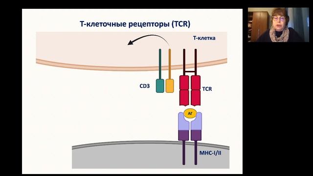 Часть 5. Т-лимфоциты