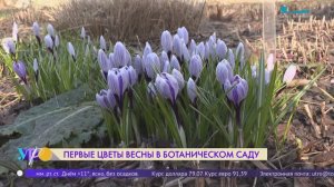 Первые весенние цветы в Ботаническом саду Петра Великого