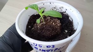 Как пикировать рассаду цветов Гелиотропа в этом видео подробно