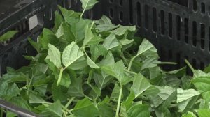 Весеннее черенкование гортензий, сезон 2026