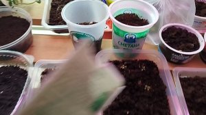 Огород 2026.
Посадка Бамии.