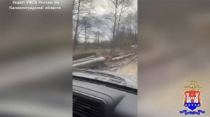 В Калининградской области расследуется незаконная рубка 124 деревьев на 3,2 млн рублей