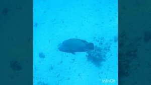 Наполеон охраняет свою Жозефину! Park Regency Sharm El Sheikh Resort!