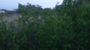 СЛУШАЕМ ПЕНИЕ СОЛОВЬЯ ВЕСНОЙ