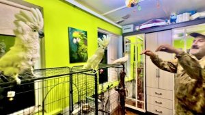 Влад дирижирует ансамблем «КАКАДУРКА»! Концерт по заявкам телезрителей )))