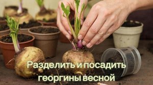 "Простой Метод Посадки Георгинов: Деление Клубней