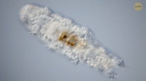 Тайна подземелий острова Пасхи РАСКРЫТА