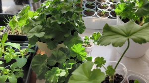 Красавицы пеларгонии 🌺🌺🌺