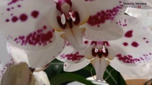 Расцвели цветочки! Орхидея моя красавица! 15 лет. #цветы #орхидея