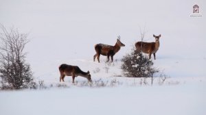 Зимний вечер в горах
